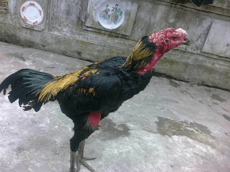 Hướng dẫn cách điều trị gà chọi bị nấm bằng thủ công