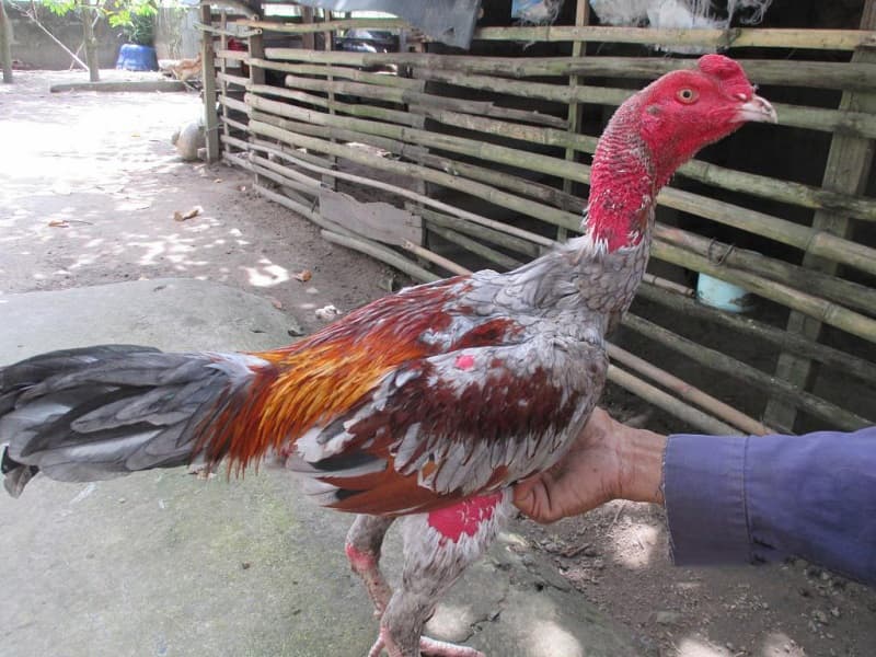 Những lý do khiến gà bị lười ăn