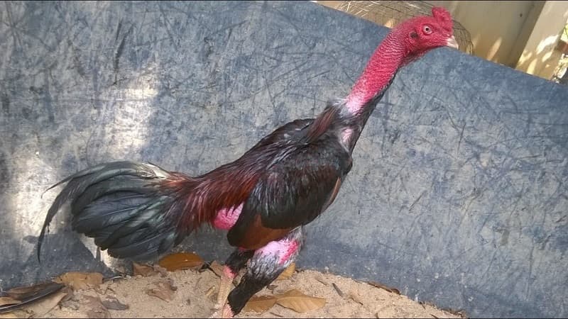 Cách điều trị gà chọi lười ăn hiệu quả nhất