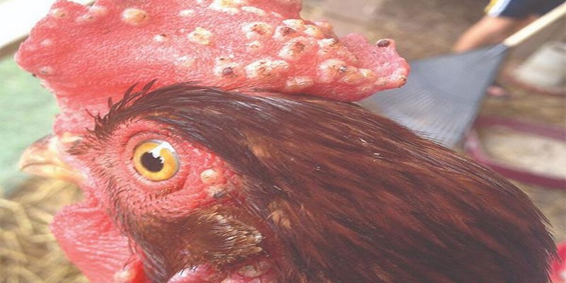 Tổng Hợp Cách Trị Bệnh Đậu Gà Cho Chiến Kê Mạnh Khỏe