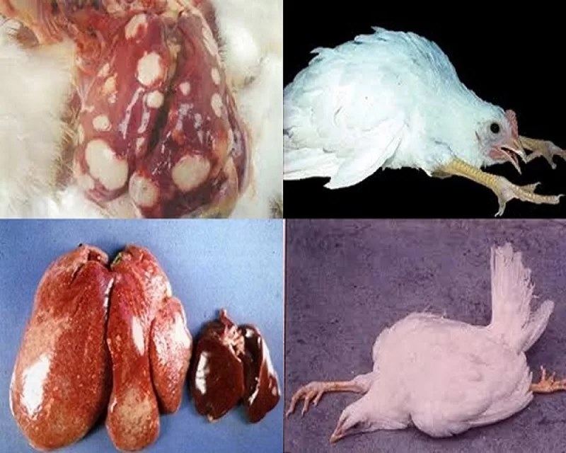 Bệnh Marek ở gà là do virus gây ra, cực kỳ nguy hiểm