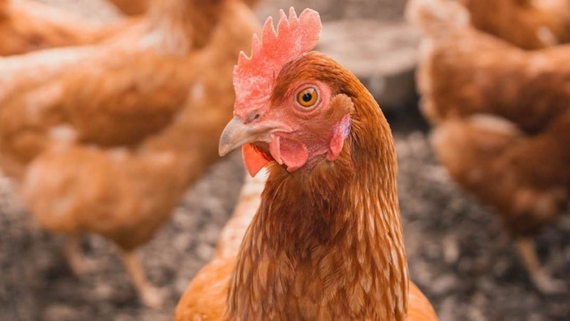 Bệnh Marek Ở Gà: Hướng Dẫn Sư Kê Cách Phòng Và Điều Trị