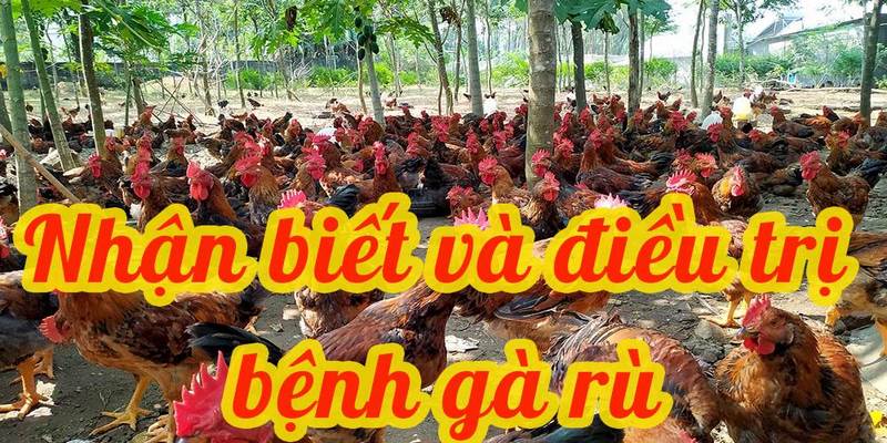 Nhận biết triệu chứng bệnh Newcastle ở gà