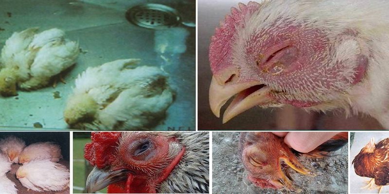 Các bệnh tích mà gà gặp phải