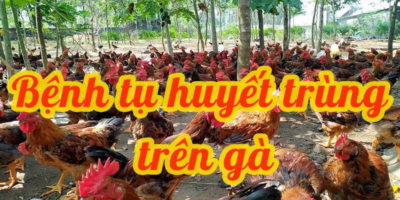Tìm hiểu nguyên nhân gây ra bệnh gà toi