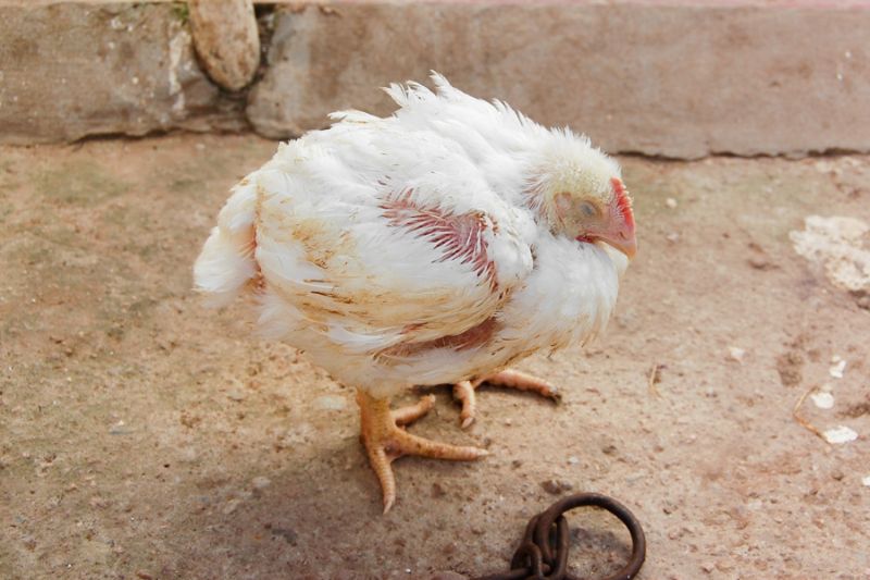 Bệnh thường gặp ở gà - Gumboro (Infectious Bursal Disease)