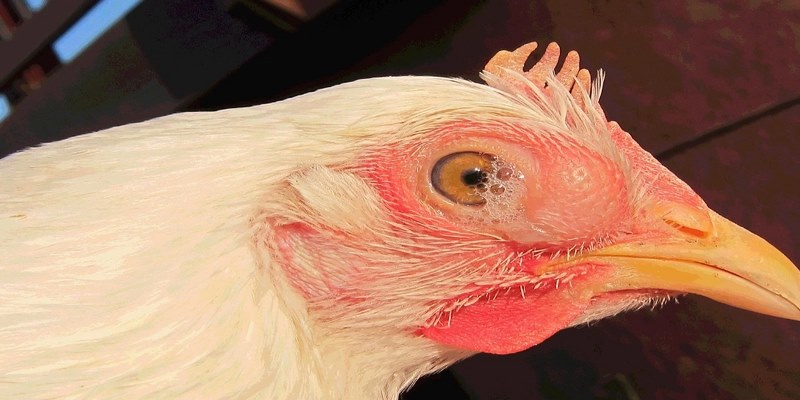 Cần hiểu con đường lây nhiễm để có cách chữa gà bị phù