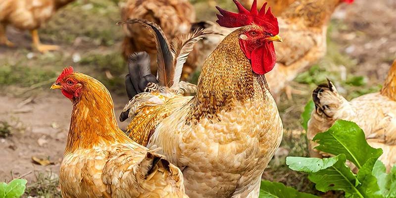 Nên thường xuyên vệ sinh chuồng ở cho gà