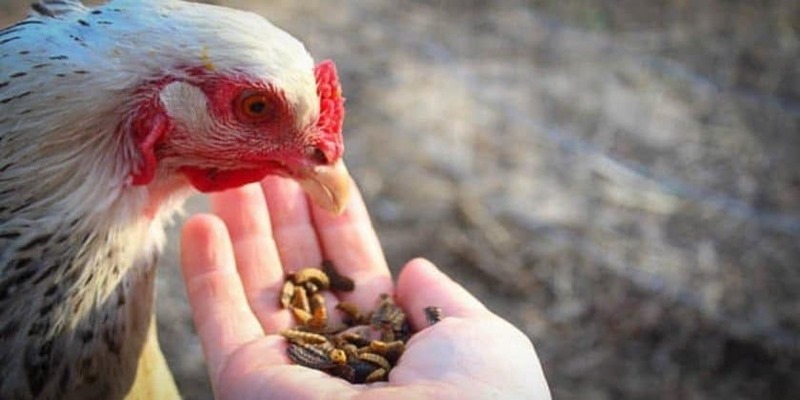 Bạn có thể nhận biết khi gà quá đói và cần được cho ăn lúc gà kêu to