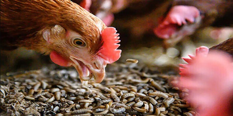 Áp dụng thêm một số phương pháp để gà càng trở nên khỏe mạnh
