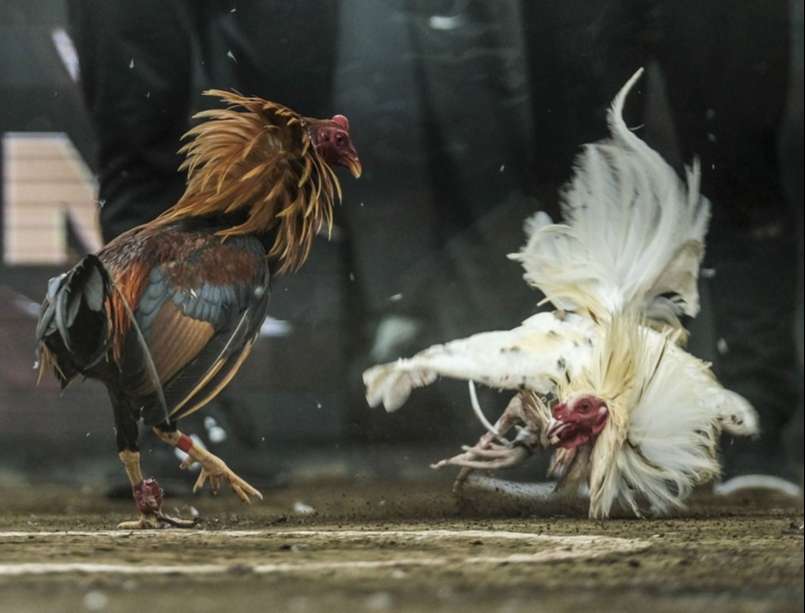 Bộ môn đá gà mang đến điều gì