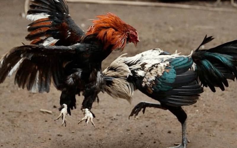Đá gà Thái Lan loại hình giải trí thú vị trong lòng mọi cược thủ