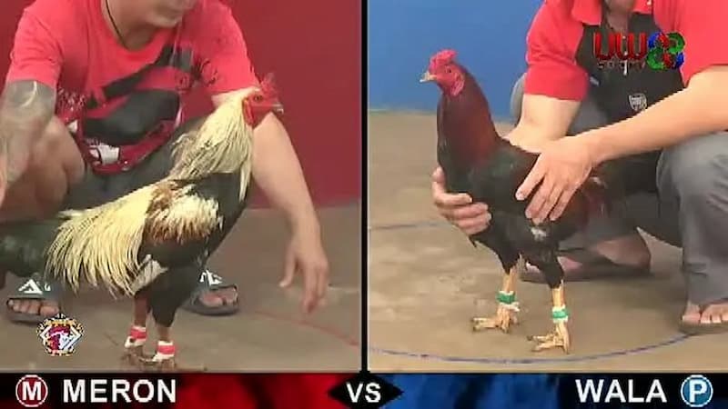 Giới thiệu về luật chơi đá gà Thái Lan 