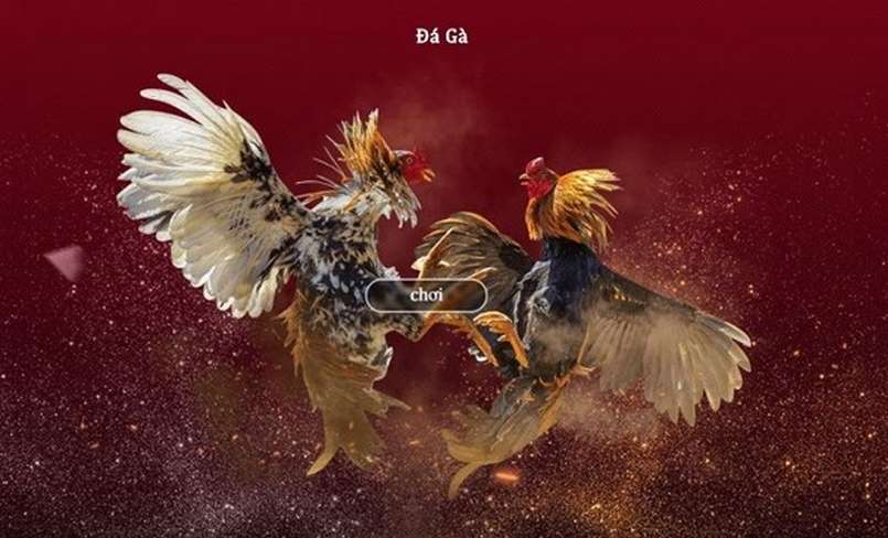 Đá gà theo tiêu chuẩn quốc tế mang lại nhiều lợi ích cho người tham gia