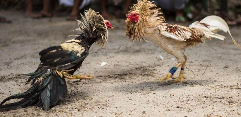 Ưu tiên lựa chọn nhà cái uy tín khi tham gia đá gà trực tuyến