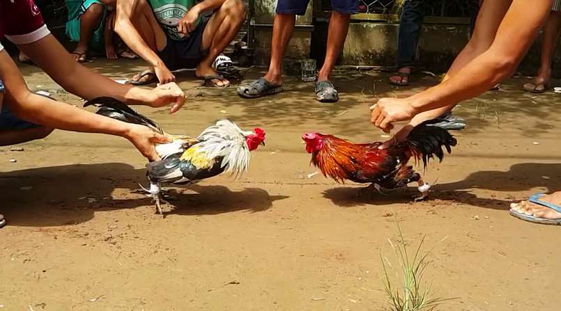 Đá gà là một trong những sản phẩm cá cược vô cùng hấp dẫn người chơi