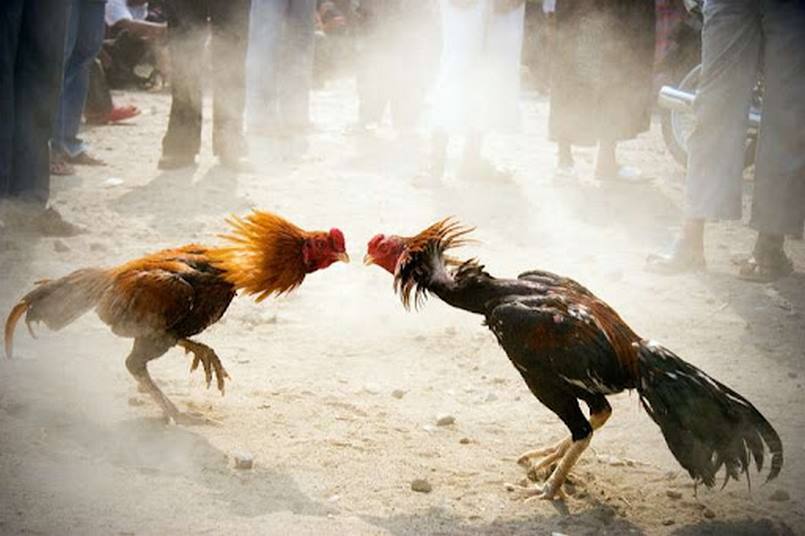 Đá gà trực tiếp có gì thú vị
