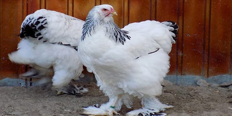 Giống gà brahma là có nguồn gốc từ đâu?