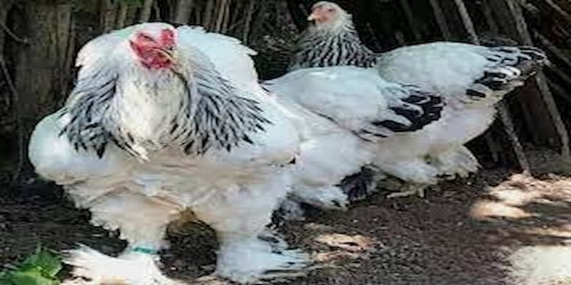 Cách chăm sóc và nuôi gà brahma