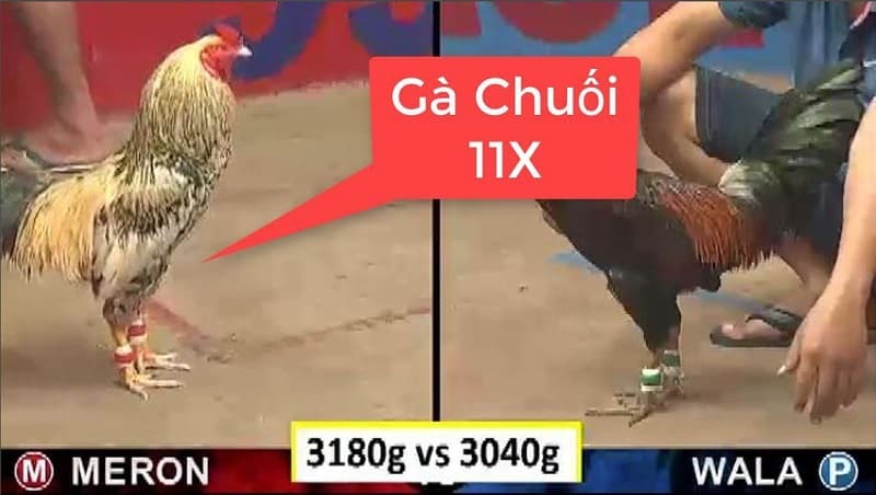 Gà chuối là gì? Mẹo chơi cá cược gà chuối hiệu quả 100%