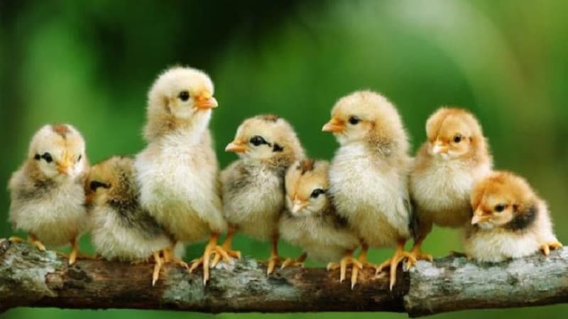Hướng dẫn cách huấn luyện gà chuối hiệu quả